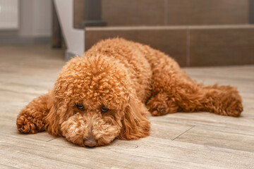 Sad Dog Poodle Lying on the Floor. Lonely Bored Depressed Dog Waiting its Owner. Ill Sick Puppy Poodle.