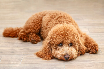 Sad Dog Poodle Lying on the Floor. Dog Waits for Return of Owners Back. Concept of Lonely And Aging.