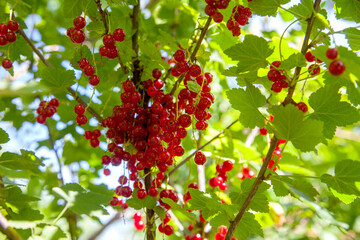 Branch of ripe red currant on currant bush in a garden.