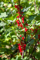Branch of ripe red currant on currant bush in a garden.