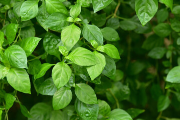 グリーン　緑の葉　背景素材　エコロジー　ボタニカル
