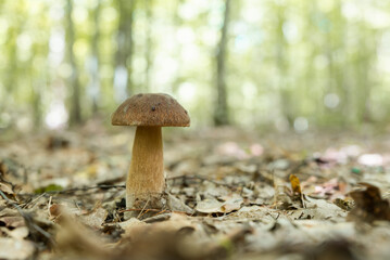 Close up of porcini mushroom growing in forest. Autumn photo of white mushroom in foliage
