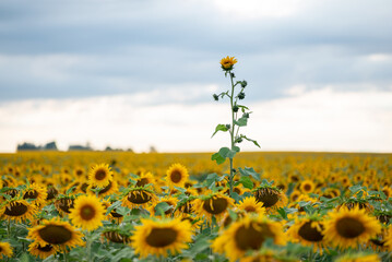 Agricultural sunflower field, one sunflower much higher than others. Landscape of sunflower field...