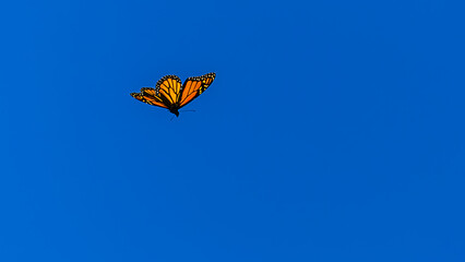 Graceful monarch butterfly in flight