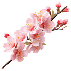 Cherry blossom flower on a transparent background