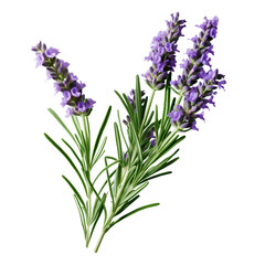 Lavender Rosemary flower on a transparent background, PNG