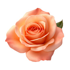 Peach Rose flower on a transparent background, PNG