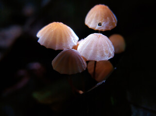 Beautiful small wild forest mushrooms