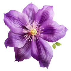 Purple Clematis flower on a transparent background, PNG