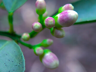 Close up of purple lemon flowers