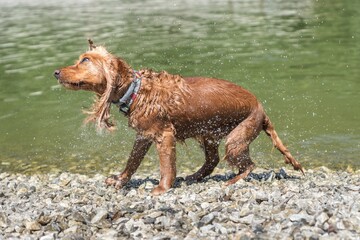 Wet English Cocker Spaniel dog shaking off water droplets