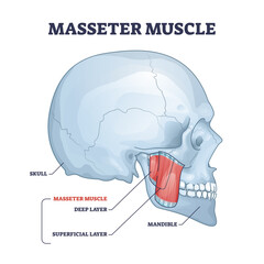 Masseter muscle as mastication anatomical muscular system outline diagram, transparent background. Labeled educational medical scheme with deep and superficial layer location in head illustration.