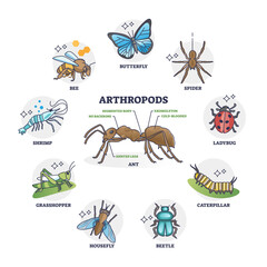 Arthropods animal group collection or segmented ant body anatomy outline diagram, transparent background. Labeled educational wildlife biology example.