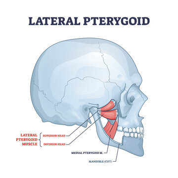 Lateral pterygoid muscle with superior and inferior head outline diagram, transparent background.Labeled educational scheme with medial anatomy and mandible bone illustration.