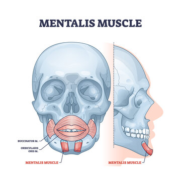 Mentalis muscle with chin buccinator and orbicularis parts outline diagram, transparent background. Labeled educational medical anatomy scheme with human face, lips and mouth structure illustration.
