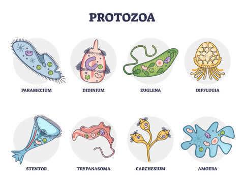 Protozoa division collection as single cell eukaryote biological outline set, transparent background. Labeled educational closeup scheme with paramecium, didinium, euglena, difflugia.