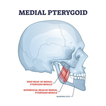 Medial pterygoid facial muscle as masticatory muscular system part outline diagram, transparent background. Labeled educational anatomy scheme with deep head and superficial location illustration.