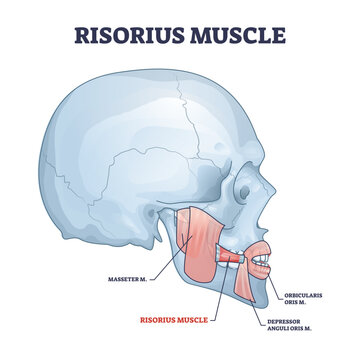Risorius muscle as human facial expression muscular system outline diagram, transparent background. Labeled educational scheme with masseter.