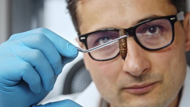 A farmer studies the larva of a mealworm. Edible Insect Farm
