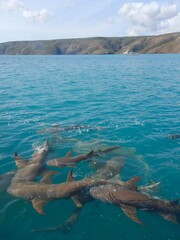 A shiver of lemon sharks is seen from above the water - their fins are breaking the surface. Green hills are in the distance, and the sky is overcast.