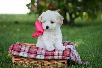 White Toy Poodle Puppy sits in a wicker basket in a park. Cute puppy with a pink bow is looking at the camera. Domestic pets