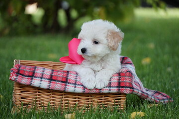 White Toy Poodle Puppy sits in a wicker basket in a park. Cute puppy with a pink bow is looking at...