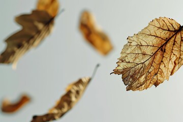 Delicate Floating of Dry Leaves in Isolation Against a Pristine White Background, Embracing Simplicity and Natural Elegance