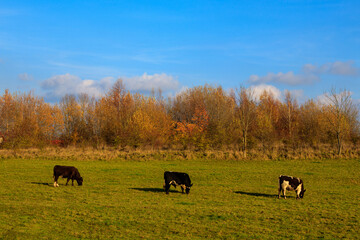 cows in the field