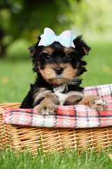 Yorkshire terrier puppy sitting in a wicker basket in the park. Cute puppy looking at the camera. Domestic pets
