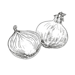 Hand drawn fresh onion whole and half. Vector illustration isolated on white background.