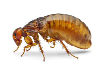Flea on an isolated background