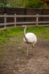 White ostrich nandu walk in the paddock. Cute white gray female of Greater Rhea from South America. .