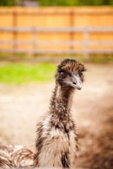 Close up view of cute ostrich emu. Australian ostrich emu walk in the paddock. Emu is second largest living bird on the planet. .