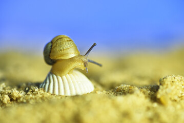 A snail on the beach with an umbrella. Resort on the ocean. Conceptual macro photo on the theme of vacation
