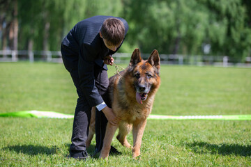 Beautiful German Shepherd with his owner at a dog show.