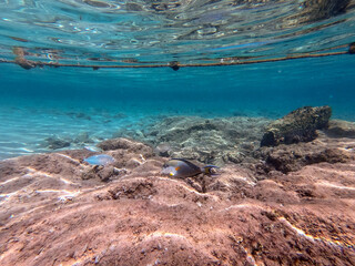 Surgeon fish or sohal tang fish (Acanthurus sohal) at the Red Sea coral reef..