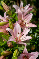 Obraz premium Blooming Oriental Lily flowers. Pink tropical flower in the garden..