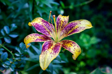 Asiatic hybrid lily yellow flowers with purple dotted. Blooming Oriental Lily flowers in the garden. .