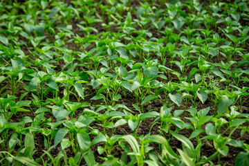 Young seedlings in the ground for reproduction. Plant seedlings