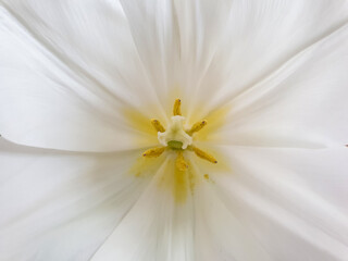 Tulip inflorescence macro photography. Stamen and pistil  of  blooming white tulip, close-up. Macro...