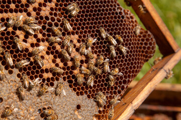 Working bees in a hive on honeycomb. Bees inside hive with sealed and open cells for their young..