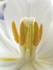 Tulip inflorescence macro photography. Stamen and pistil  of  blooming white tulip, close-up. Macro photography inside a tulip flower, side view. Center of flower