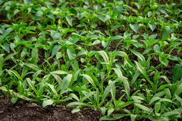 Young seedlings in the ground for reproduction. Plant seedlings