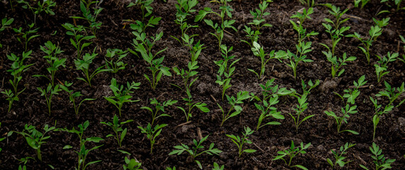 Young seedlings in the ground for reproduction. Plant seedlings