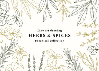 Hand drawn herbs and spices banner