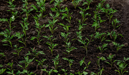 Young seedlings in the ground for reproduction. Plant seedlings