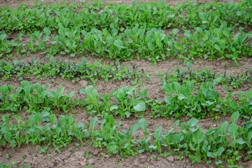 Fototapeta na wymiar Young seedlings in the ground for reproduction. Plant seedlings