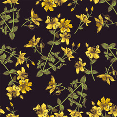 hand drawn St.Johns wort plant seamless pattern