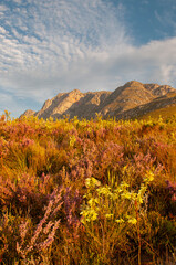 fynbos landscape with backlit restios grass in the landscape late afternoon sunlight creating romantic mood lighting 