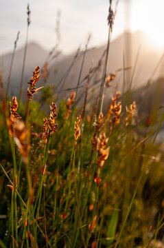 fynbos landscape with backlit restios grass in the landscape late afternoon sunlight creating romantic mood lighting 
